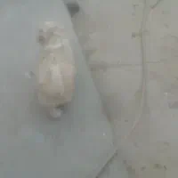 توله سگ پامرانین وتریر