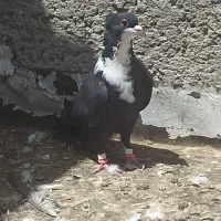 19 تا کفتر دیوانه