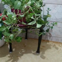 ۳ عدد گلدان با گل الوورا و دو گل دیگر