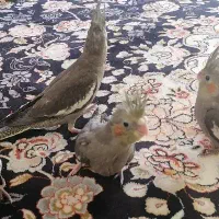 عروس هلندی