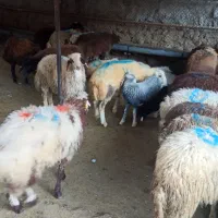 نر زنده ودر ونک سیدخندان