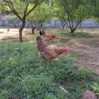 فروش تخم مرغ محلی