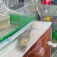 جوجه عروس هلندی