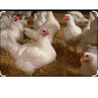مغازه ارا مرغ فروشی اجاره‌مکم
