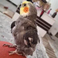 نیاز مند عروس هلندی مبتلا به ایدز پرندگان PBFD