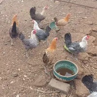 تخم مرغ براکل نطفه دار