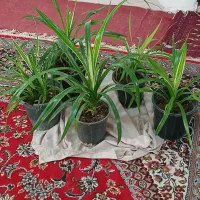 گل پامتاس|گل و گیاه طبیعی|مشهد, کلاته برفی|دیوار