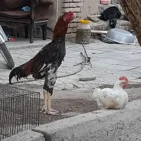 خروس لاری اصیل افغان