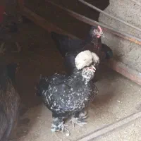 مرغ تخم گذار ۴۵تا