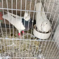 کفتر|پرنده|مبارکه, |دیوار