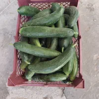 خیار ارگانیک