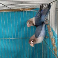 کوتوله ماسکدار کاربنی