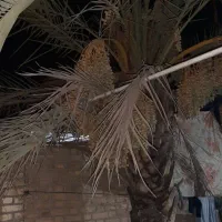 نخل خرماکامل بفروش میرسه