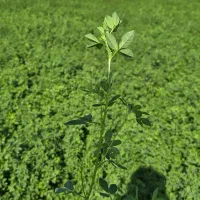 یونجه چین چهارم درجه ۱ بدون گیاه و ناخالصی