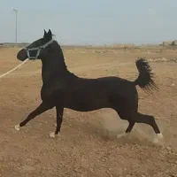 مادیان سیاه پنج نشان شجره دار
