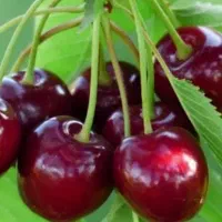 میوه چینی پذیرفته میشود
