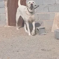 واگذاری ماده پژدر درشت