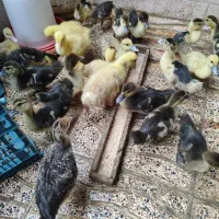 جوجه اردک روسی