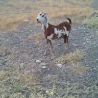 بز پنجاب