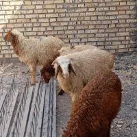 بره