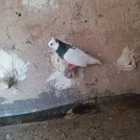 طوقی نر ماده مفت ۶۰۰