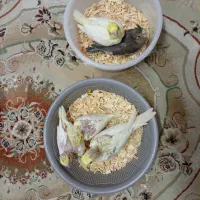 جوجه عروس هلندی و جوجه مینا