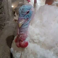 بوقلمون ارگانیک