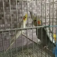 جفت عروس هلندی به شرط