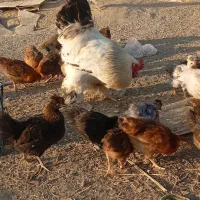 مرغ و خروس محلی