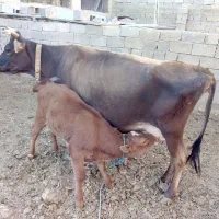گاو.گوساله