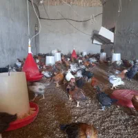 جوجه 2ماه