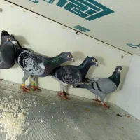 با سلام دو جفت سبز کاکل اهوازی ذات قرص