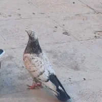 کفتر کبوتر ابلغ