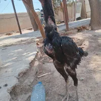 خروس لاری مشکی معاوضه