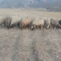 گوسفند