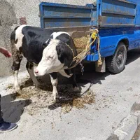 ذبح سلاخی قصابی گوساله و گوسفند
