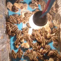 جوجه بلدرچین یک هفته ای