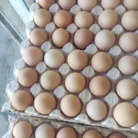 تخم‌مرغ گلپا