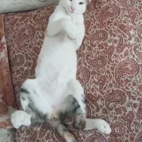گربه|گربه|قم, نیروگاه|دیوار