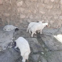 چهار بره شیرخور سالم