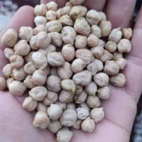 حراج نخود درجه یک کاشت امسال زیر قیمت