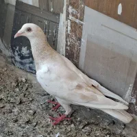 باسلام خدمته دوستان عزیز