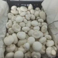 قارچ تازه سوپر لوکس اصفهان