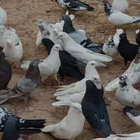 کبوتر پرشی ذات دار