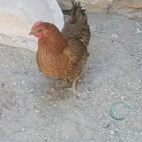 مرغ محلی با قفس
