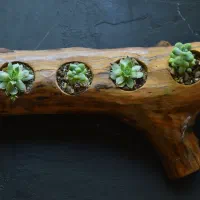 گلدان کاکتوس