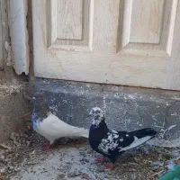 تهرانی هوا خور وپلاکی ۲۰۰ت