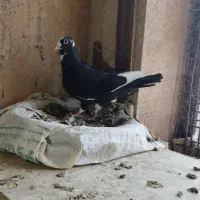 کبوتر