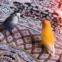 یک  جفت طولی برزیلی