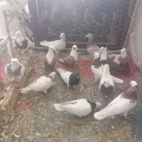 کبوتر 14 تا اصلی خوشگل مفت دونه 380